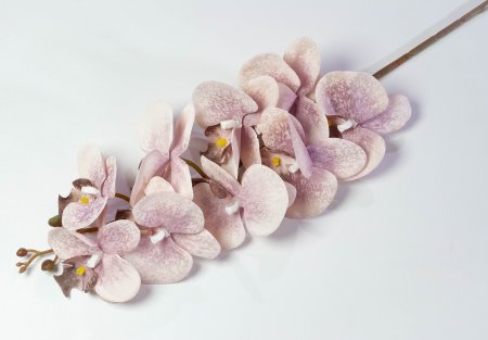 Ветка орхидеи Клеопатра 3