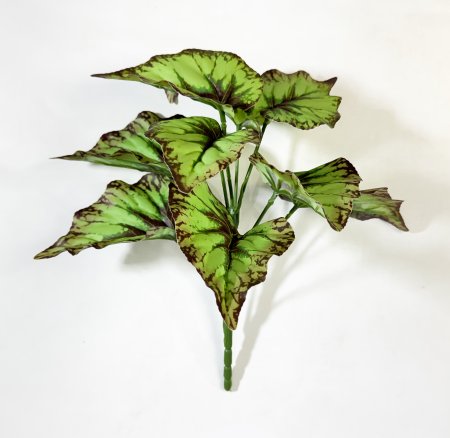 картинка Бегония фейерверк от магазина KALINA