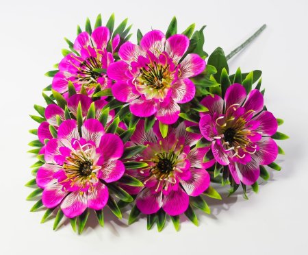 Георгин "Голубое знамя" 6 цветков