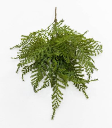 картинка Аспарагус Сетацеус от магазина KALINA