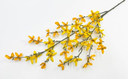 Форзиция ветка малая