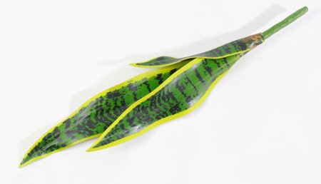 картинка Лист сансевиерии с желтой каймой 1 от магазина KALINA