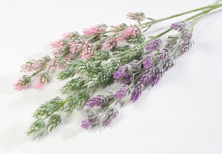 Хмель разноцветный