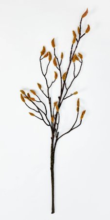 Ветка магнолии с почками