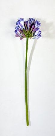 Агапантус синий