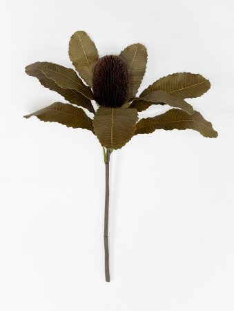 картинка Банксия "Осень" от магазина KALINA