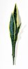 картинка Лист сансевиерии со светло-желтой каймой 3 от магазина KALINA