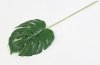 картинка Лист монстеры "Дарк грин" 1 от магазина KALINA