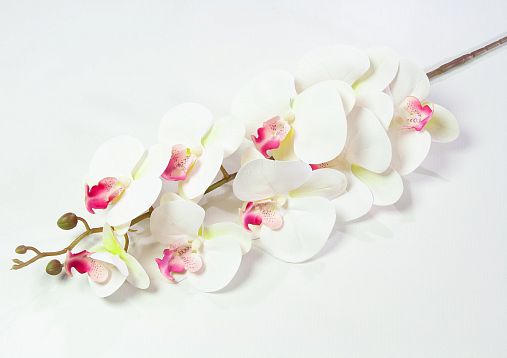 Ветка орхидеи 40 от магазина KALINA являющийся официальным дистрибьютором в России 