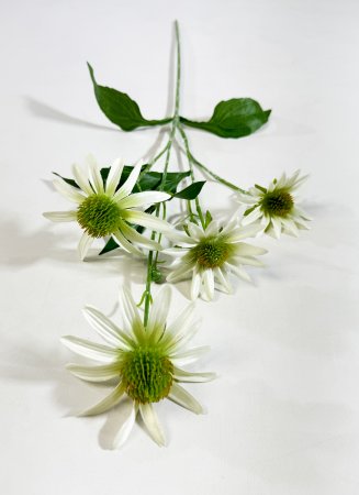 Эхинацея белая