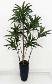 Кордилина 190 см БЕЗ КАШПО
