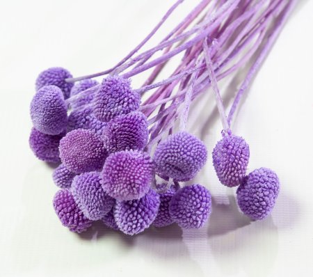 Краспедия 5