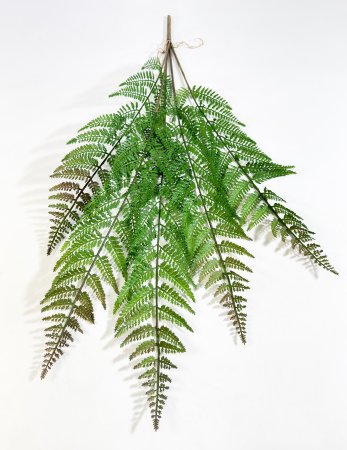 картинка Ветка папоротника от магазина KALINA