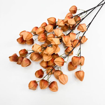 Физалис оранжевый