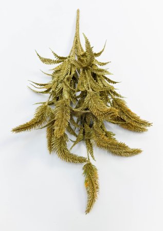 Хвощ золото