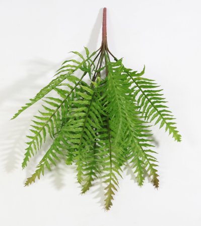 картинка Нефролепис мечевидный от магазина KALINA