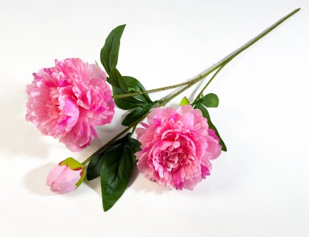 Ветка пиона Феликс Суприм