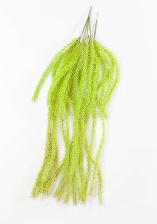 картинка Кемпфера ампельная 3 от магазина KALINA