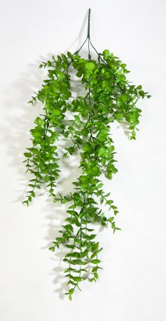 картинка Эвкалипт ампельный 3 ветки от магазина KALINA