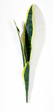 картинка Лист сансевиерии со светло- желтой каймой 1 от магазина KALINA