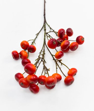 Яблоня "Дичка" оранжевая