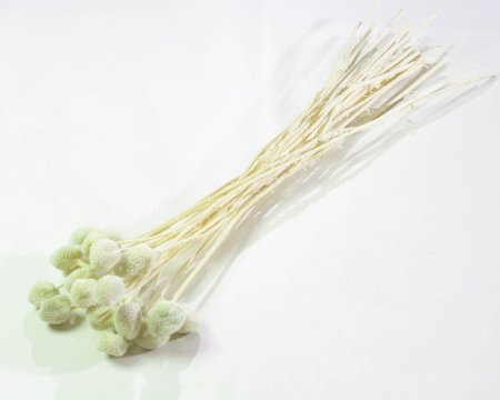 Краспедия 4