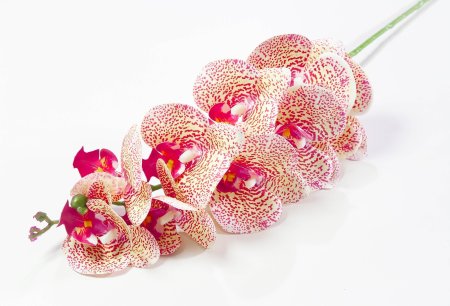 Ветка орхидеи 5