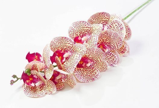 Ветка орхидеи 5 от магазина KALINA являющийся официальным дистрибьютором в России 