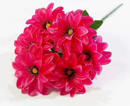 Георгин "Глазки" крупный 6 цветков от магазина KALINA являющийся официальным дистрибьютором в России 