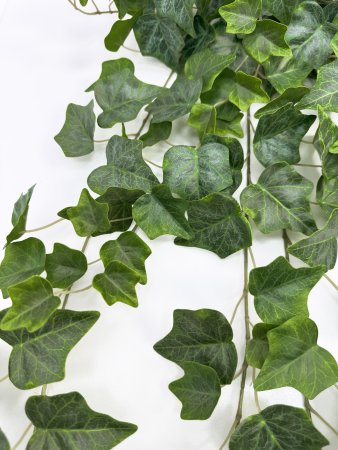 картинка Плющ садовый большой от магазина KALINA