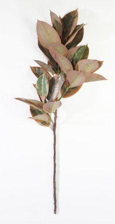 картинка Фикус Эластика Мелани от магазина KALINA