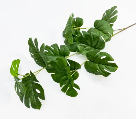 картинка Ветка с листом монстеры от магазина KALINA