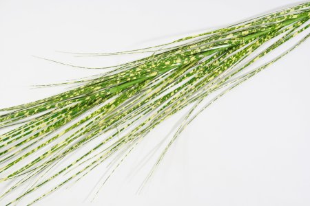 Мискантус 5