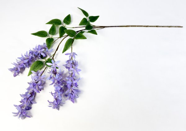 Глициния шелковистая сиреневая