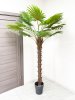 Пальма Вашингтония 230 см БЕЗ КАШПО