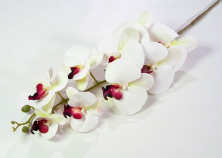 Ветка орхидеи 19