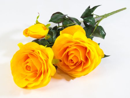 Ветка роз "Фан-фан"