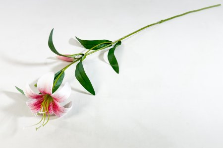 Лилия "Неженка" розовая