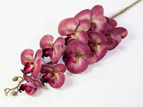Ветка орхидеи 22 от магазина KALINA являющийся официальным дистрибьютором в России 