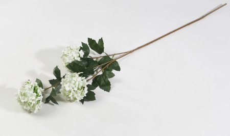 Калина Бульденеж белая