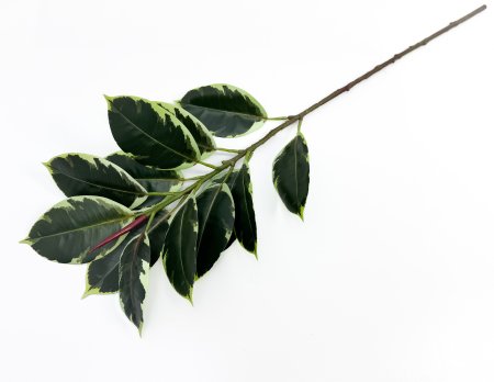 картинка Ветка Эластика Тинеке 13 листов от магазина KALINA