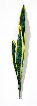 картинка Лист сансевиерии со светло-желтой каймой 4 от магазина KALINA