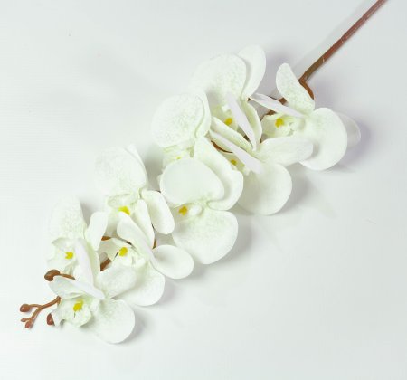 Ветка орхидеи "Клеопатра" 5