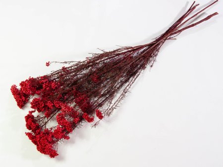 Озотамнус 3