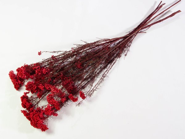 Озотамнус 3