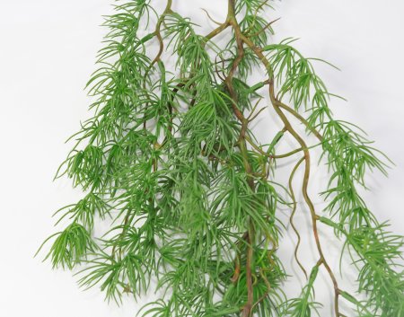 картинка Ветка можжевельника 2 от магазина KALINA