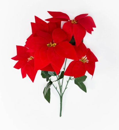 Пуансеттия 5 цветков