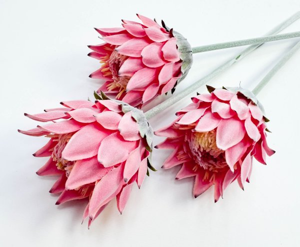 Протея "Мадиба малая" светло-розовая