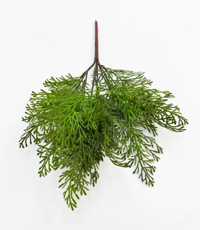 картинка Туя Зебрина светлая от магазина KALINA