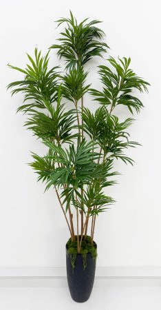 Драцена "Кредо" 12 крон 210 см БЕЗ КАШПО!!!